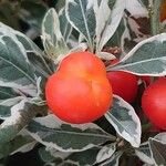 Solanum pseudocapsicum Fruit