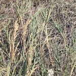 Distichlis spicata 葉