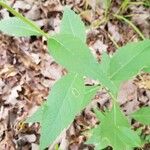 Verbesina helianthoides Leaf