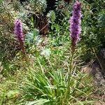 Liatris spicata 形态