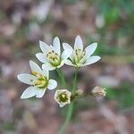 Nothoscordum gracile Flower