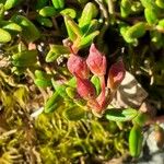 Kalmia procumbens Fruit