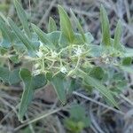 Cynanchum hastifolium 花