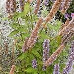 Agastache foeniculum 整株植物