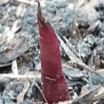 Canna indica Leaf