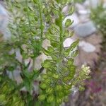 Lepidium campestre ഫലം