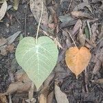 Croton urucurana Leaf