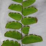 Adiantum philippense Beste bat