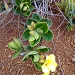 Hibbertia nana ᱥᱟᱠᱟᱢ