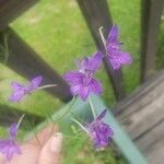 Consolida regalis Flower