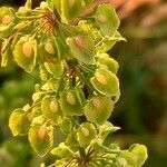 Rumex conglomeratus Fruit