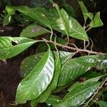 Pouteria reticulata Hoja