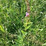 Desmodium canadense Blatt