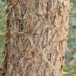 Pinus nigra Bark