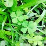 Marsilea quadrifolia Blatt