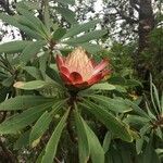 Protea caffra 花