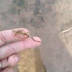 Zannichellia palustris Yaprak