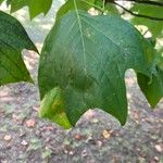 Liriodendron chinense List