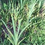 Hesperantha coccinea Leaf