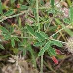 Trifolium arvense Blatt