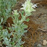 Salvia pachyphylla Habitus