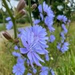 Cichorium endiviaപുഷ്പം