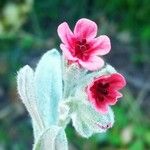 Pardoglossum cheirifolium Flower