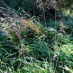 Arrhenatherum elatius Vivejo