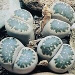 Lithops salicola Alkat (teljes növény)