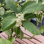 Fortunella japonica