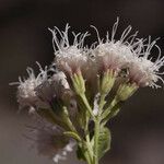 Ageratina herbacea Blüte