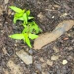 Capsicum annuumFeuille