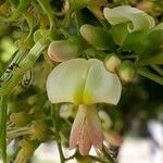 Sophora japonicaFlower