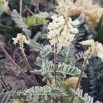 Astragalus miguelensis Floare