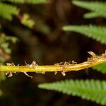 Thelypteris quelpartensis Écorce