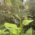 Scrophularia marilandica Flower