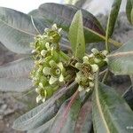 Xanthostemon multiflorus موطن