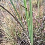 Dierama cupuliflorum Leaf