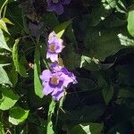 Thunbergia grandiflora फूल