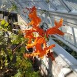 Tecomaria capensis Blüte