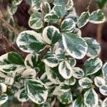 Azara microphylla Hoja