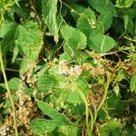 Cuscuta europaea Habit
