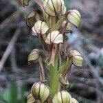 Orchis anthropophora Kvet