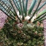 Encephalartos lehmannii പുറംതൊലി