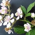 Rubus leightonii Blomst