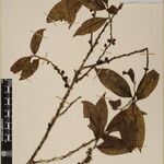 Eurya cerasifolia 其他