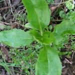 Mummenhoffia alliacea Blad