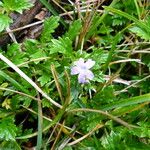 Geranium potentillifolium Ліст