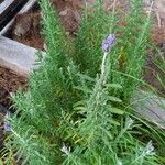 Lavandula dentata 整株植物