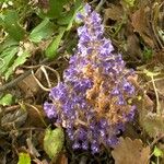 Orobanche nana Кветка